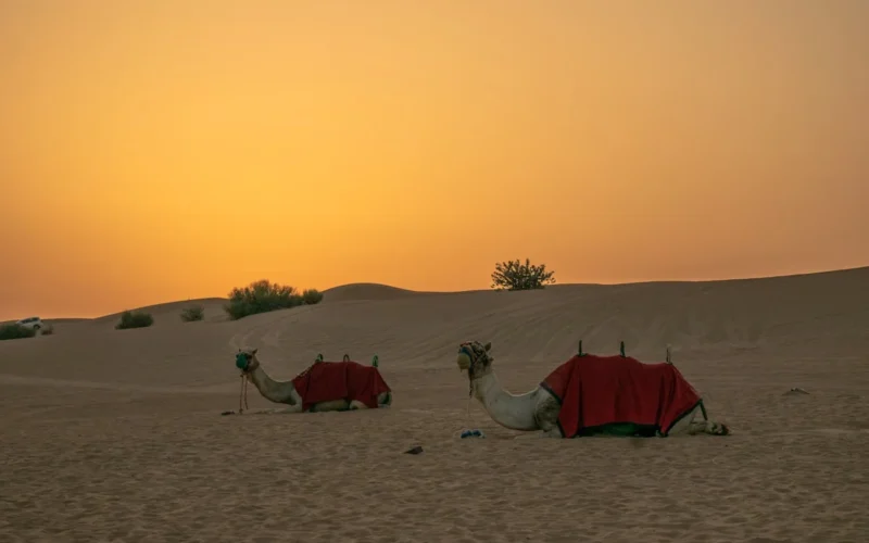 white camel on brown sand during sunset