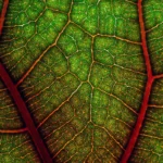 I cut the base of the leaf off cleanly and placed it into a container with pure red food colour (Queen brand, pillar box red). I left it in the food colour for 17 hours and then later photographed the underside of the leaf with lighting coming from behind. I was not sure how well this would work, but I think the details of the leaf veins combined with the complementary colours of red and green have resulted in some striking images. I think they would work well printed onto large stretched canvases in hotels or homes, especially if you want to create a tropical atmosphere.