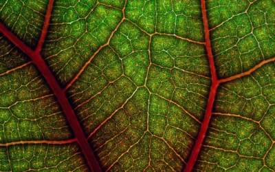 I cut the base of the leaf off cleanly and placed it into a container with pure red food colour (Queen brand, pillar box red). I left it in the food colour for 17 hours and then later photographed the underside of the leaf with lighting coming from behind. I was not sure how well this would work, but I think the details of the leaf veins combined with the complementary colours of red and green have resulted in some striking images. I think they would work well printed onto large stretched canvases in hotels or homes, especially if you want to create a tropical atmosphere.