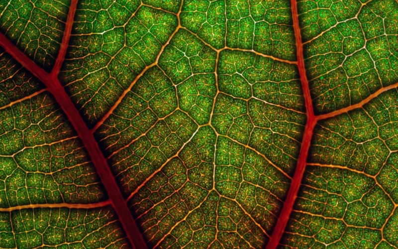 I cut the base of the leaf off cleanly and placed it into a container with pure red food colour (Queen brand, pillar box red). I left it in the food colour for 17 hours and then later photographed the underside of the leaf with lighting coming from behind. I was not sure how well this would work, but I think the details of the leaf veins combined with the complementary colours of red and green have resulted in some striking images. I think they would work well printed onto large stretched canvases in hotels or homes, especially if you want to create a tropical atmosphere.
