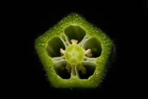 Close-up of fresh okra on a black background