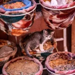 A kitten sits in a basket of spices.