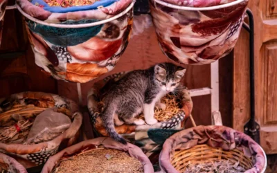 A kitten sits in a basket of spices.