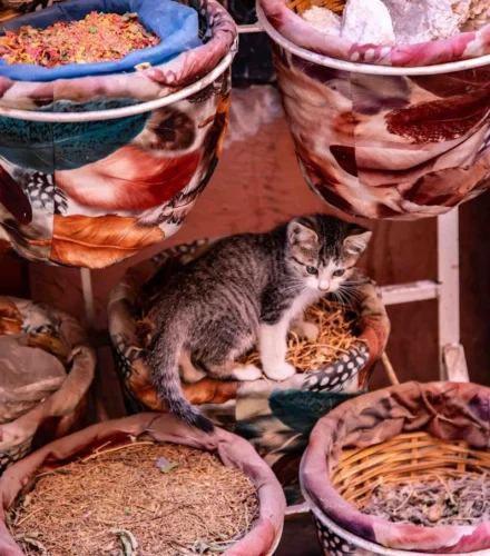 A kitten sits in a basket of spices.