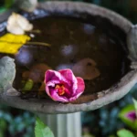 grey birdbath photography