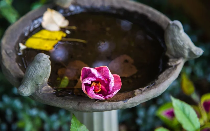 grey birdbath photography