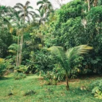 green palm trees on green grass field during daytime