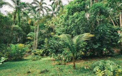 green palm trees on green grass field during daytime