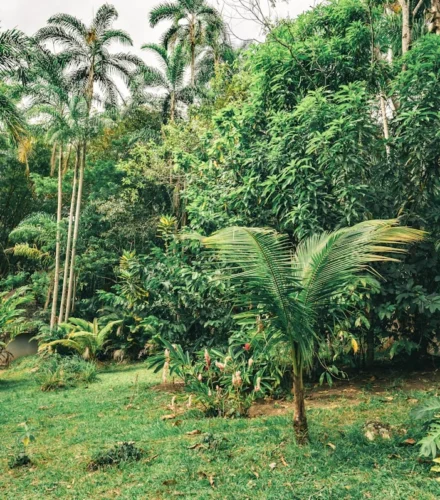 green palm trees on green grass field during daytime