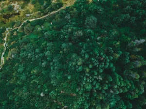 aerial view of green trees during daytime
