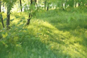 Moscow park on a summer evening