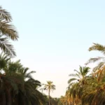 palm trees line a street in a tropical setting
