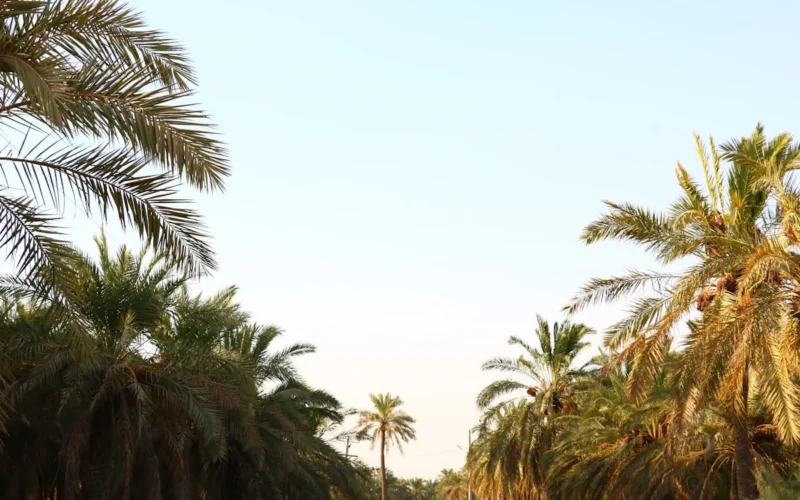 palm trees line a street in a tropical setting