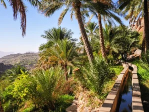 A lush oasis in Misfah al Abriyin, Oman, where verdant palm trees and terraced gardens thrive amidst the arid mountains. This image showcases the harmonious blend of nature and traditional Omani agriculture, offering a glimpse into the country’s serene rural landscapes and timeless beauty.