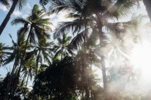 🌴