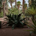 Lush desert garden with various cacti and palm trees.