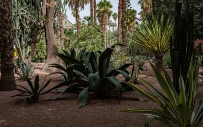 Lush desert garden with various cacti and palm trees.