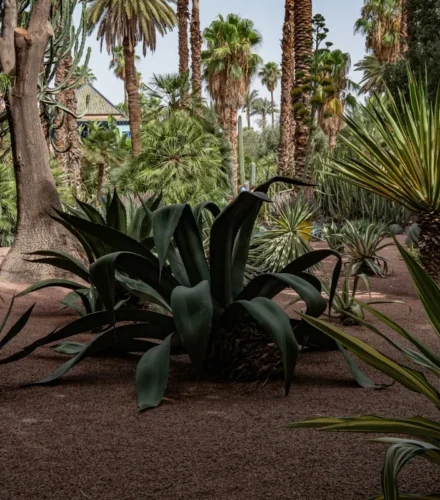 Lush desert garden with various cacti and palm trees.