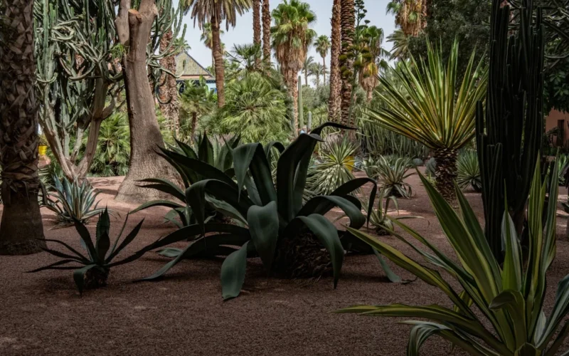 Lush desert garden with various cacti and palm trees.