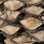 brown and black wood log