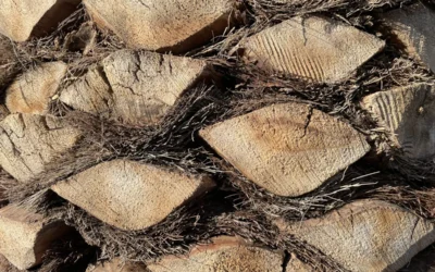 brown and black wood log