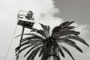 The job on the crane - 2024 - Matteo del Piano.