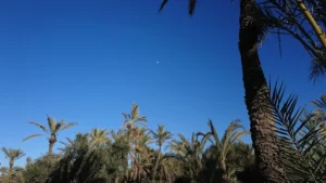 PALM MOON - Marrakesh